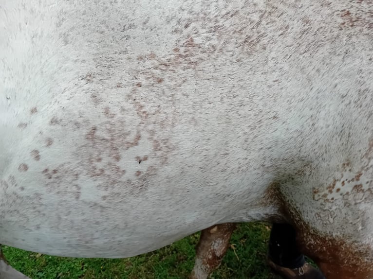 Appaloosa Hengst 1 Jahr 155 cm Fuchs in S&#xF6;sdala