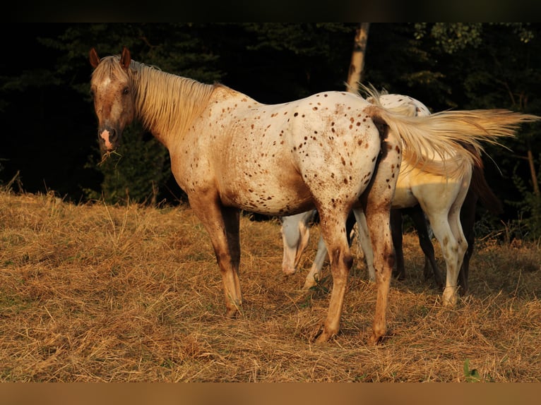 Appaloosa Hengst 1 Jahr 155 cm Rappe in Globoko