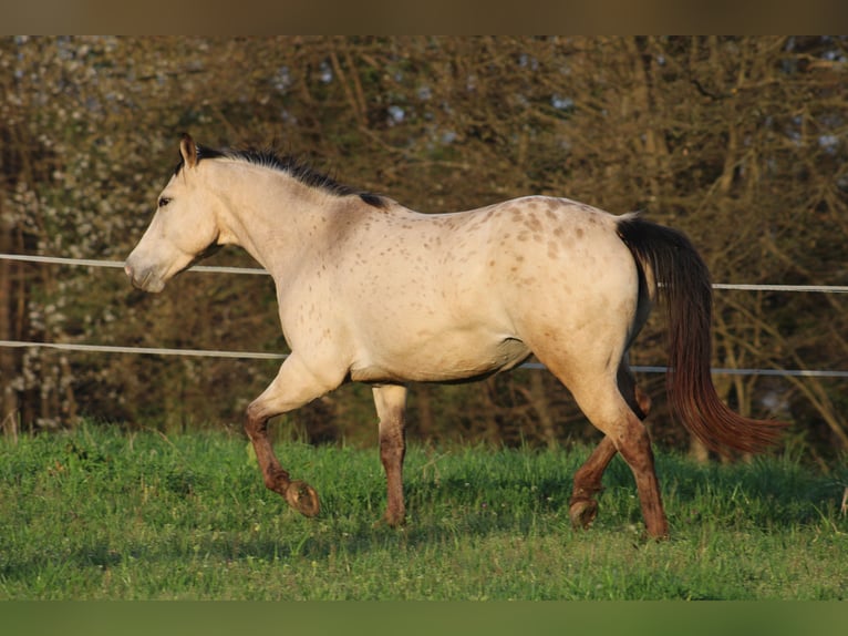 Appaloosa Hengst 1 Jahr 155 cm Rappe in Globoko