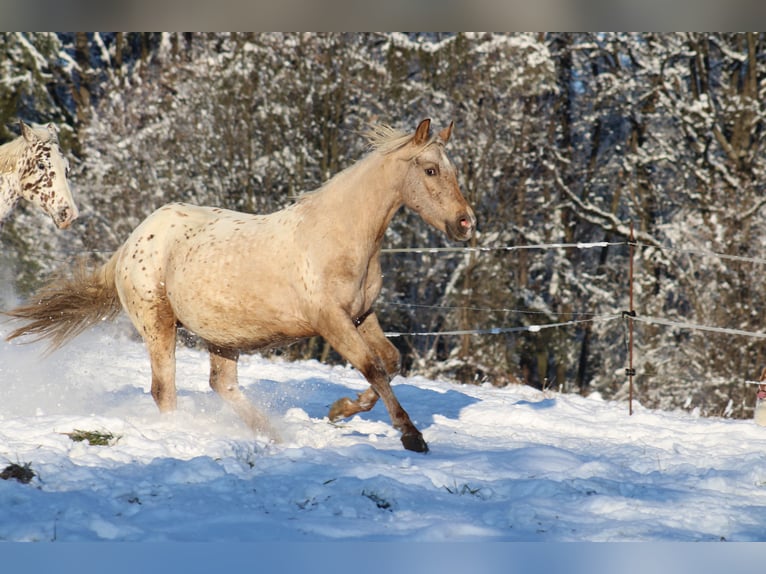 Appaloosa Hengst 1 Jahr 155 cm Rappe in Globoko