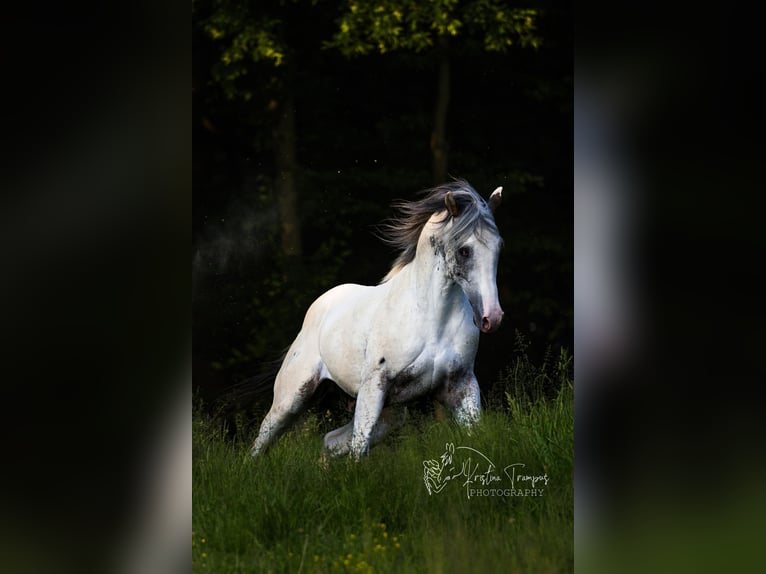 Appaloosa Hengst 1 Jahr 155 cm Rappe in Globoko