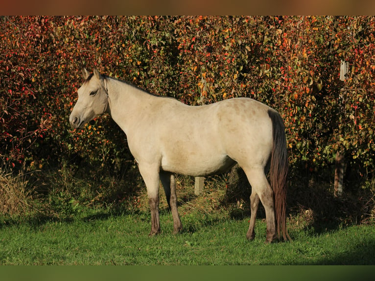 Appaloosa Hengst 1 Jahr 155 cm Rappe in Globoko