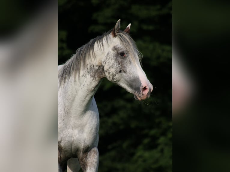 Appaloosa Hengst 1 Jahr 155 cm Rappe in Globoko