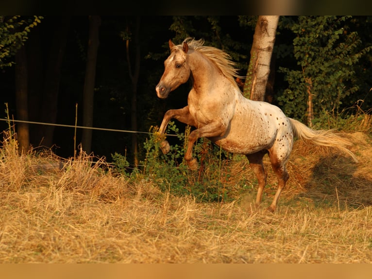 Appaloosa Hengst 1 Jahr 155 cm Rappe in Globoko