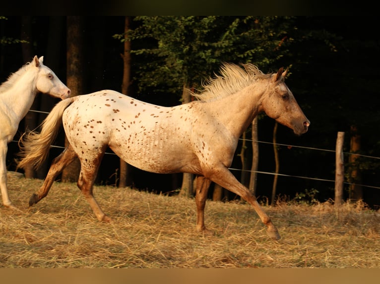 Appaloosa Hengst 1 Jahr 155 cm Rappe in Globoko