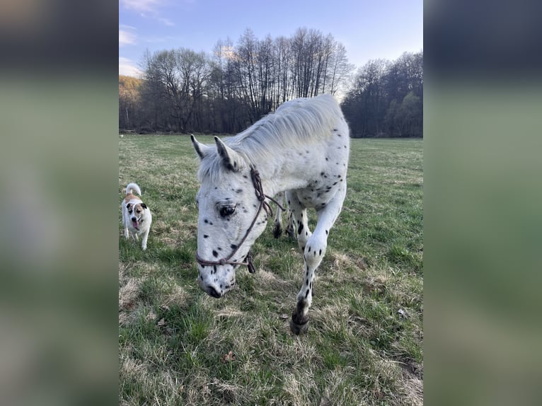 Appaloosa Hengst 1 Jahr 155 cm Rappe in Krupina