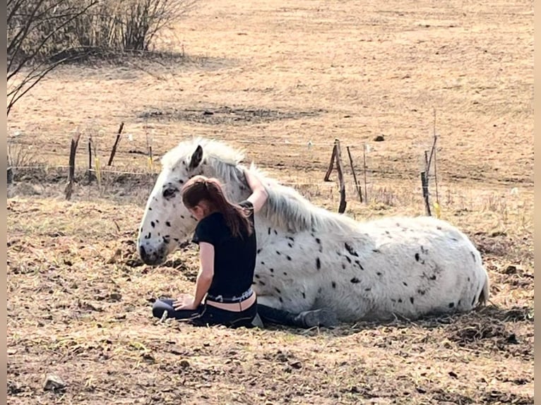 Appaloosa Hengst 1 Jahr 155 cm Rappe in Krupina