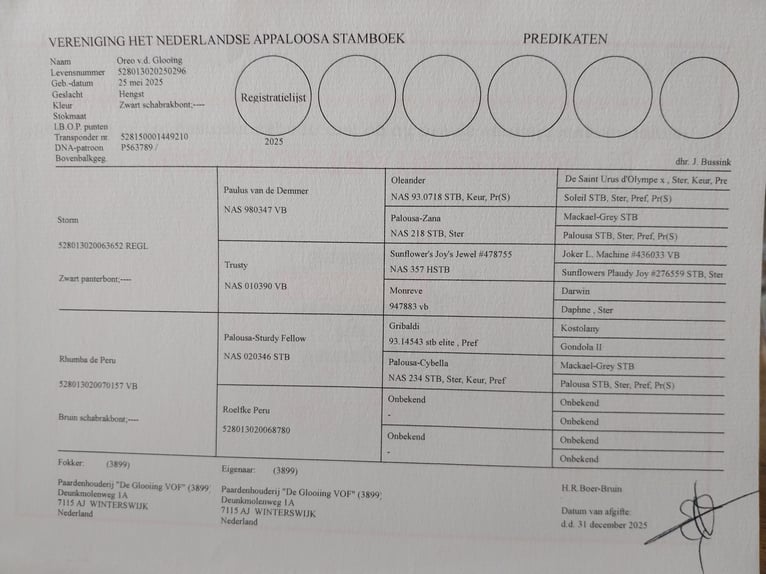 Appaloosa Hengst 1 Jahr 155 cm Tigerschecke in Winterswijk Brinkheurne