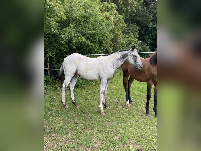 Appaloosa Hengst 1 Jahr 155 cm White in Pappenheim