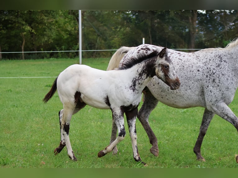 Appaloosa Hengst 1 Jahr 155 cm White in Pappenheim