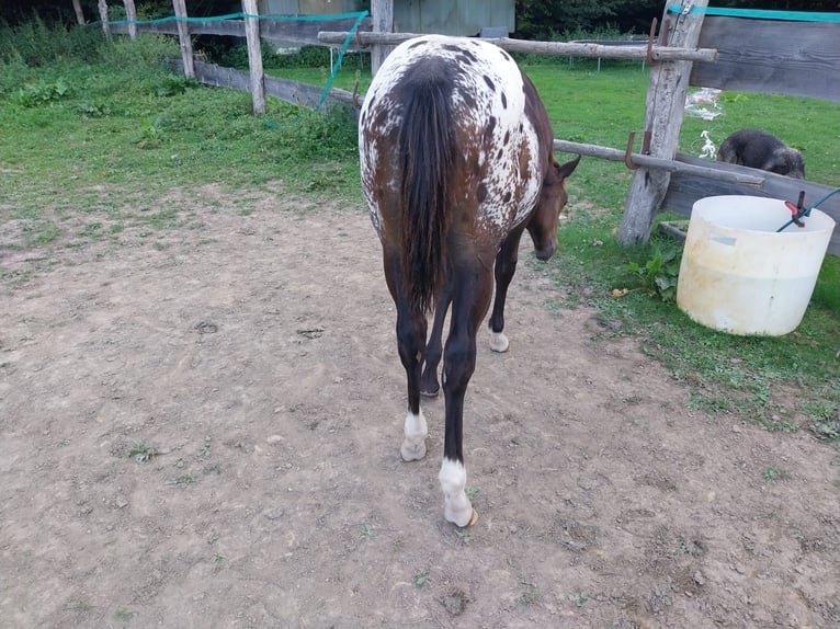 Appaloosa Hengst 1 Jahr 156 cm Red Dun in Oberharz am Brocken  OT Stiege