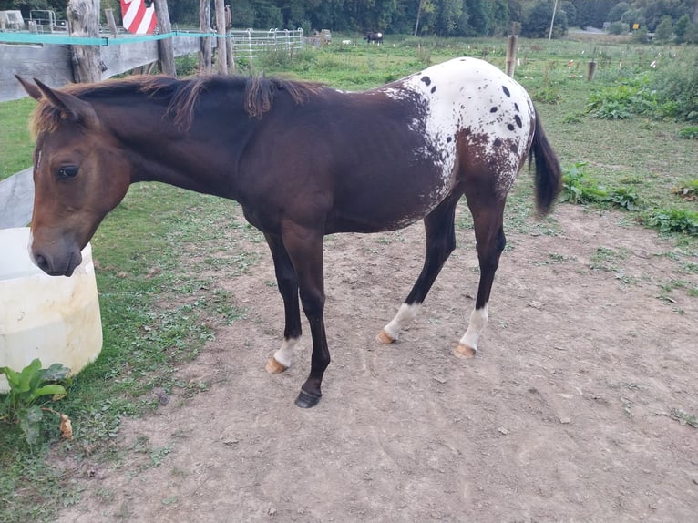 Appaloosa Hengst 1 Jahr 156 cm Red Dun in Oberharz am Brocken  OT Stiege