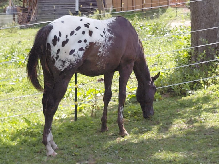 Appaloosa Hengst 1 Jahr 157 cm Dunkelbrauner in Warstein