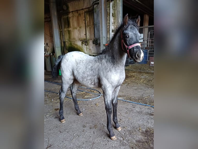 Appaloosa Hengst 1 Jahr 160 cm Grullo in Neustadt an der Orla