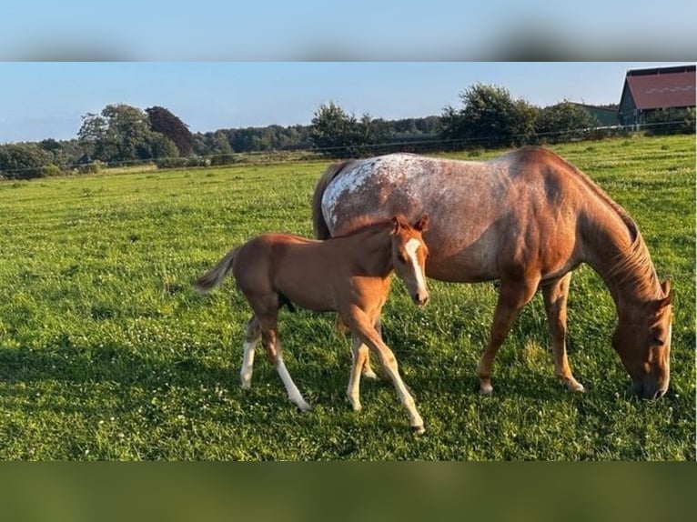 Appaloosa Hengst 1 Jahr 160 cm Roan-Red in Groß Ippener