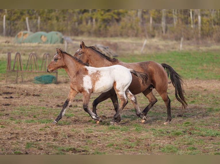 Appaloosa Hengst 1 Jahr 160 cm Tigerschecke in Dorog