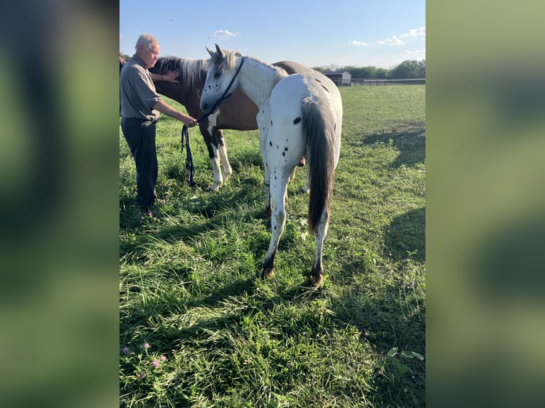 Appaloosa Mix Hengst 1 Jahr 163 cm Rappe in Holden, Mo