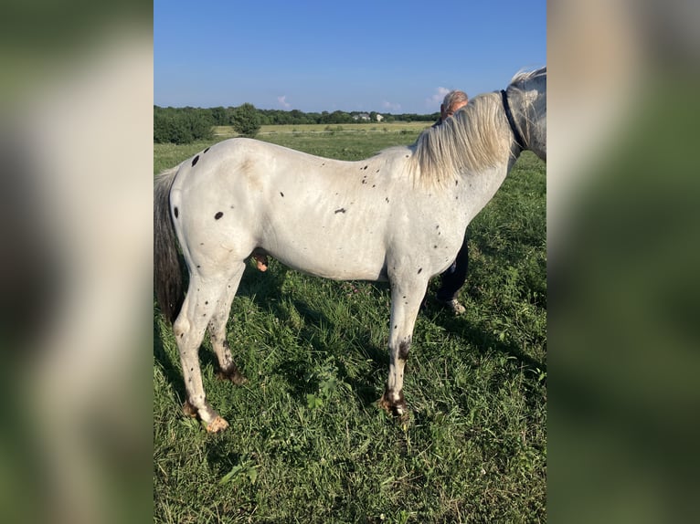 Appaloosa Mix Hengst 1 Jahr 163 cm Rappe in Holden, Mo