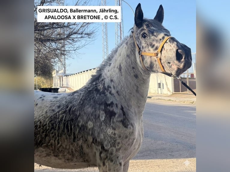 Appaloosa Mix Hengst 1 Jahr 168 cm  in Melle