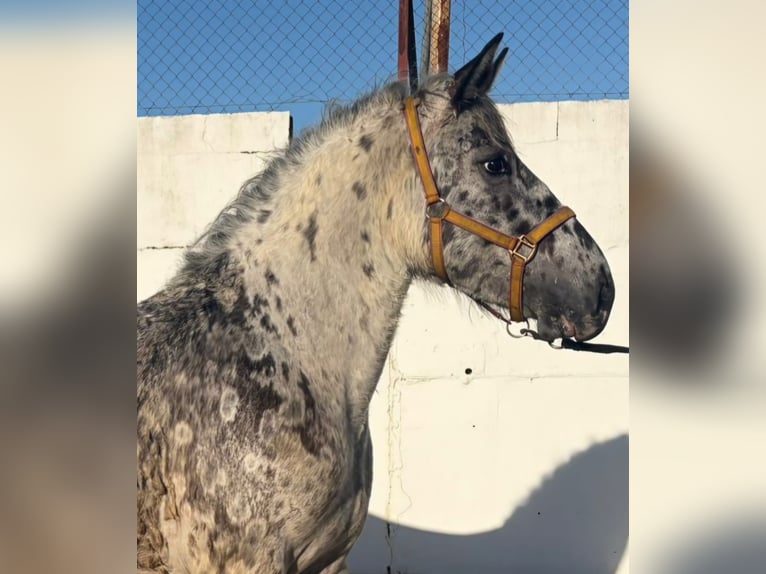Appaloosa Mix Hengst 1 Jahr 168 cm  in Melle