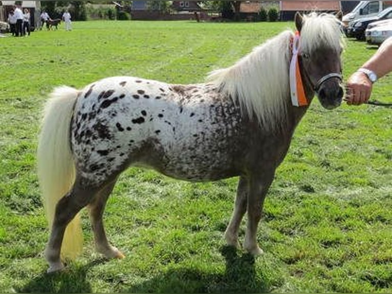 Appaloosa Hengst 1 Jahr 86 cm Tigerschecke in LATTROP