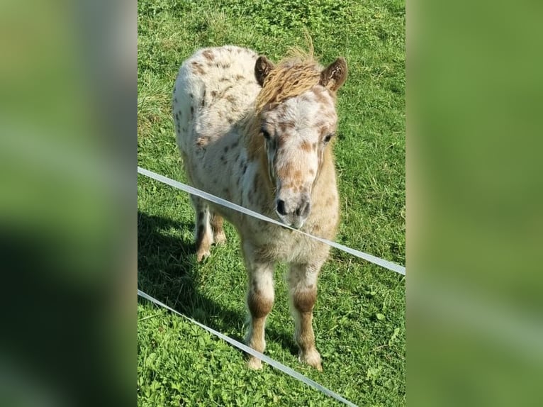 Appaloosa Hengst 1 Jahr 86 cm Tigerschecke in LATTROP