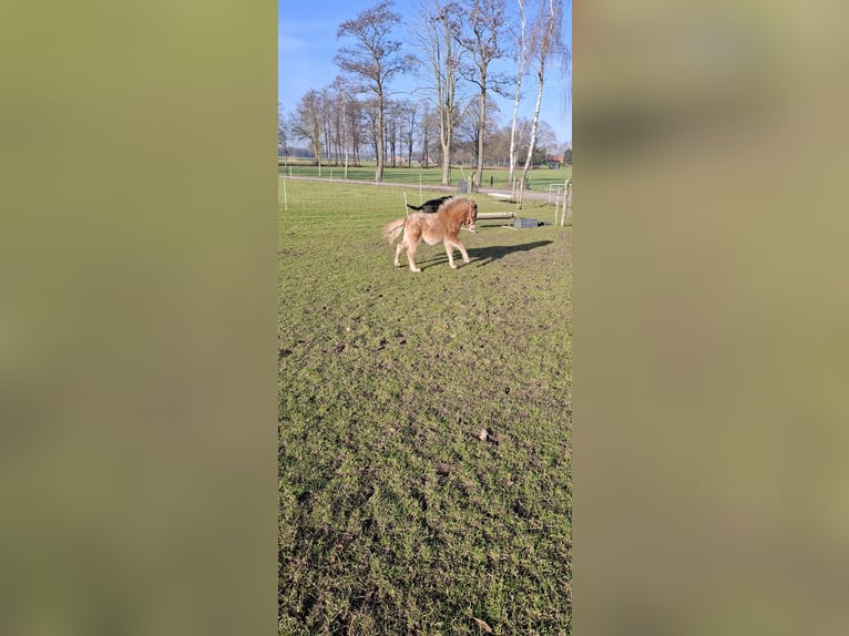 Appaloosa Hengst 1 Jahr 90 cm Tigerschecke in Eibergen