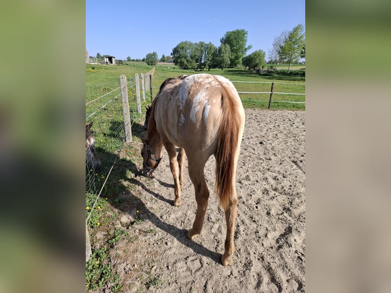 Appaloosa Hengst 1 Jahr Falbe in Lierde