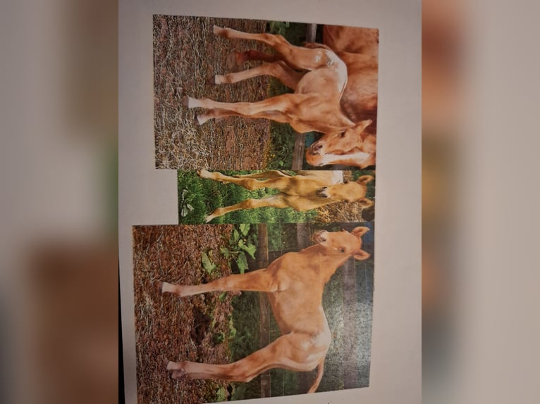 Appaloosa Hengst 1 Jahr Falbe in Lierde