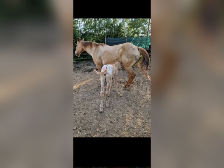 Appaloosa Hengst 1 Jahr Falbe in Lierde