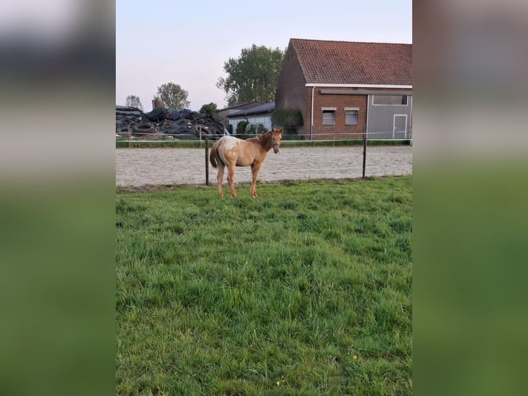 Appaloosa Hengst 1 Jahr Falbe in Lierde