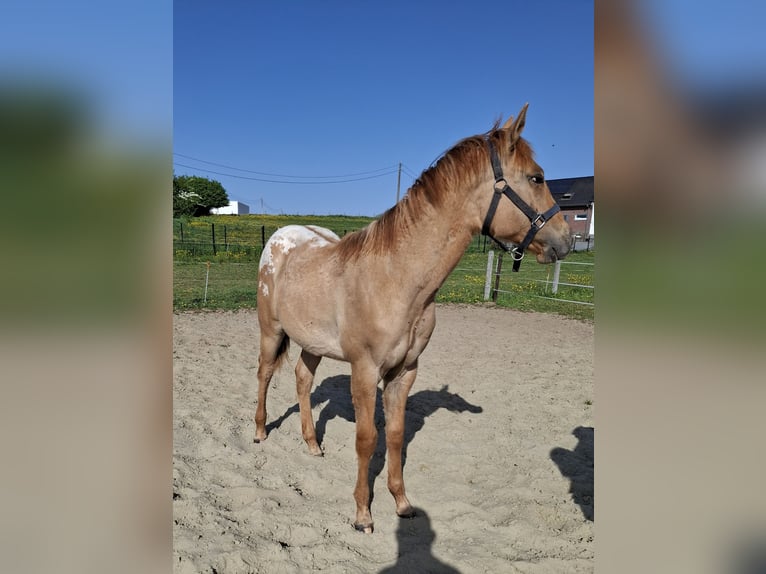 Appaloosa Hengst 1 Jahr Falbe in Lierde