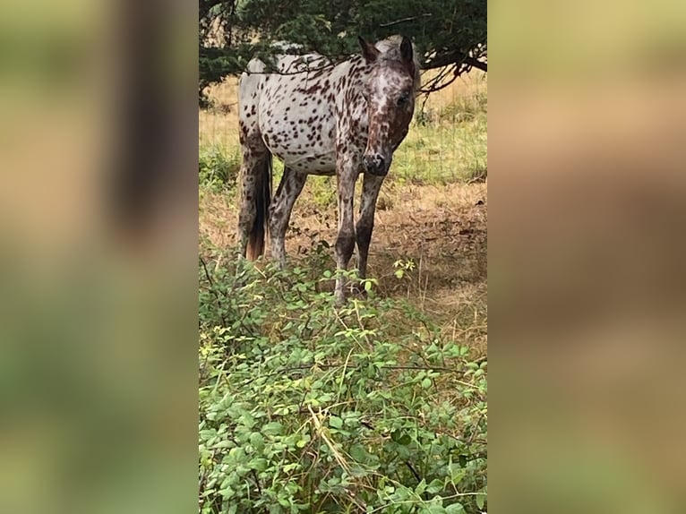 Appaloosa Hengst 1 Jahr in St. Urban