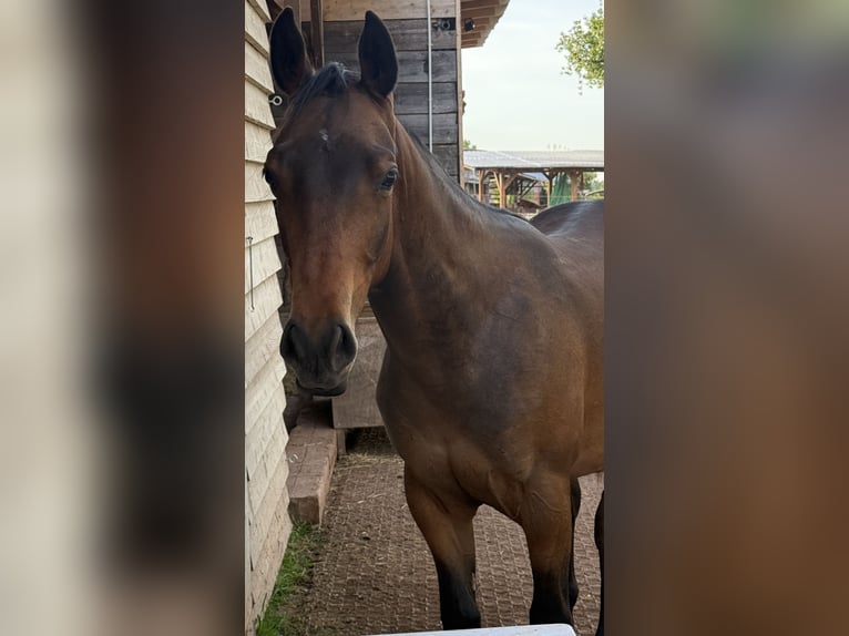 Appaloosa Hengst 1 Jahr Schwarzbrauner in MechernichMechernich