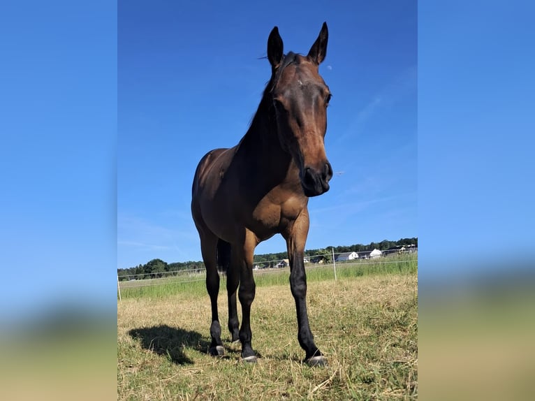Appaloosa Hengst 1 Jahr Schwarzbrauner in MechernichMechernich
