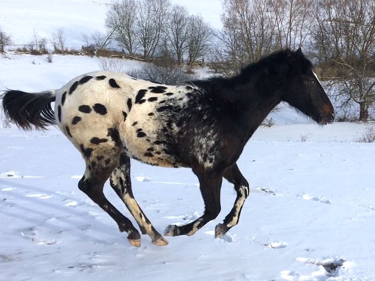 Appaloosa Hengst 1 Jahr  in Tišnov