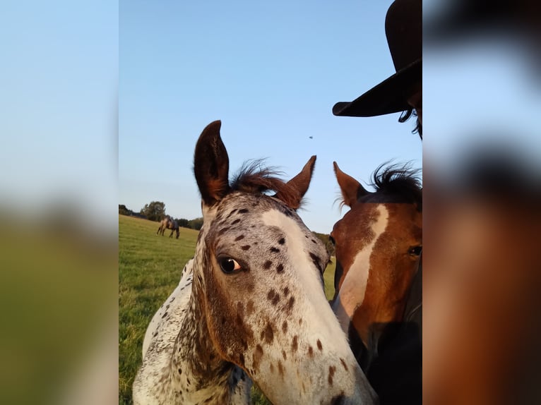 Appaloosa Hengst 1 Jahr White in Sösdala