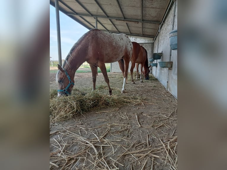 Appaloosa Hengst 2 Jaar 141 cm in Stagno Lombardo
