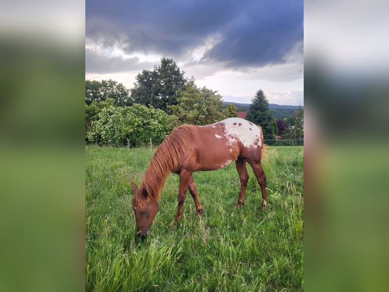 Appaloosa Hengst 2 Jaar 148 cm Vos in Kempfeld
