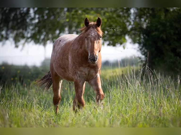 Appaloosa Hengst 2 Jaar 150 cm Roan-Red in Kerniel
