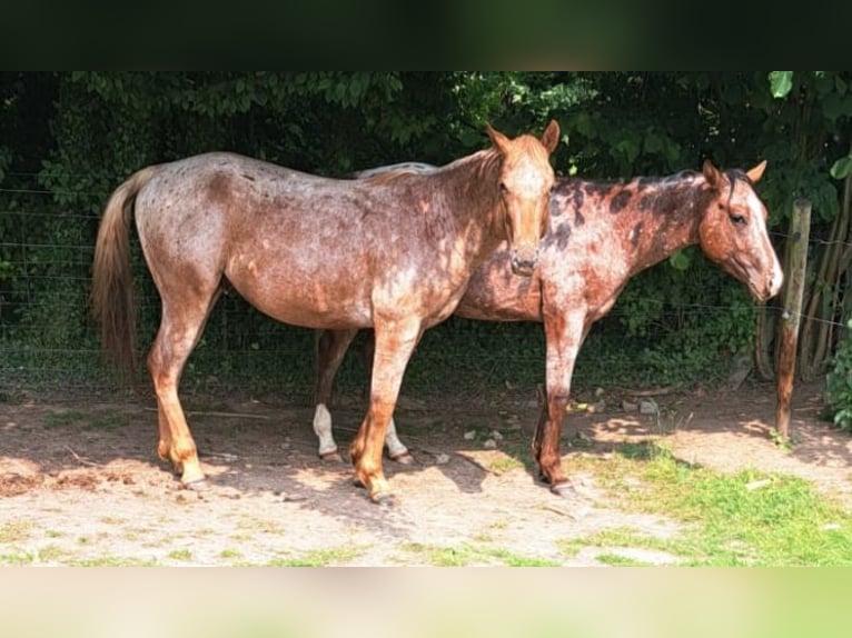 Appaloosa Hengst 2 Jaar 150 cm Roan-Red in Kerniel