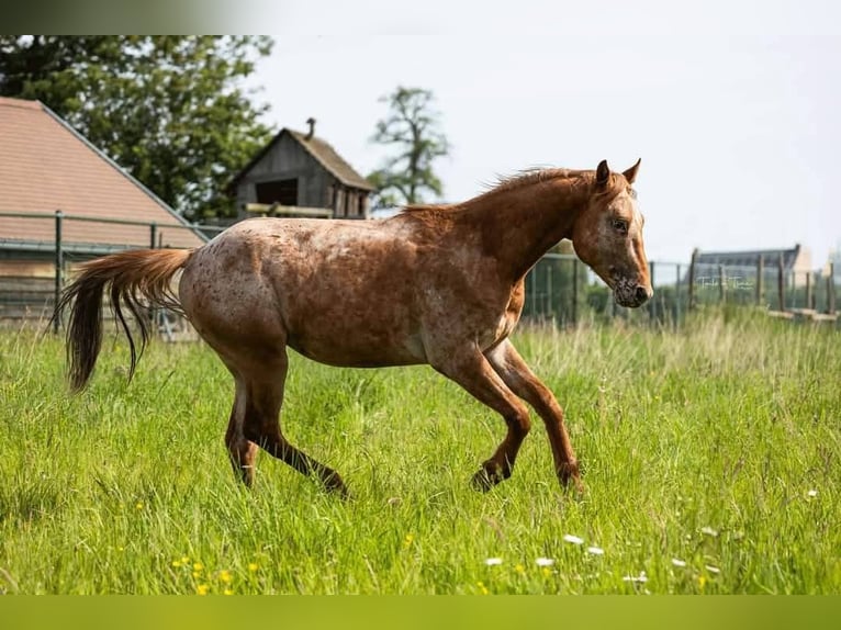 Appaloosa Hengst 2 Jaar 150 cm Roan-Red in Kerniel