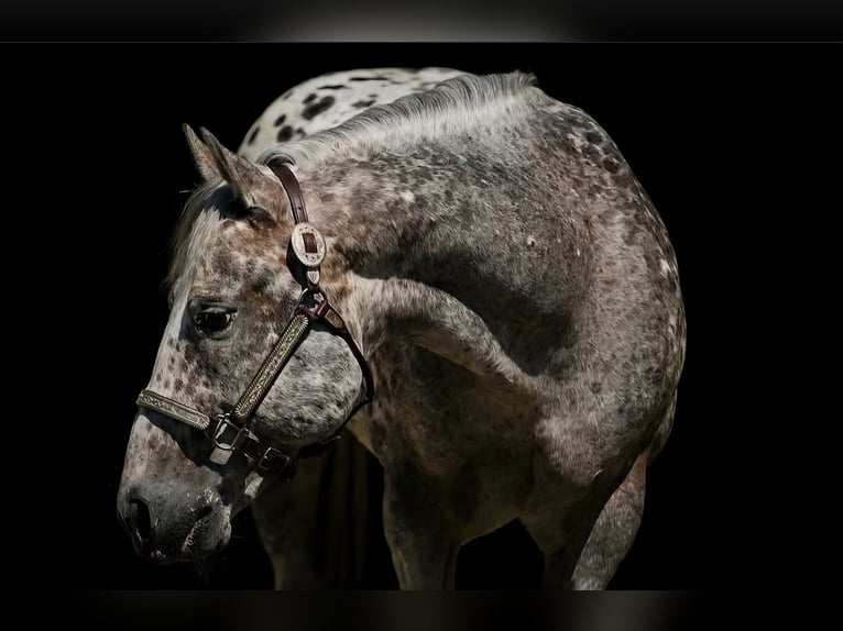 Appaloosa Hengst 2 Jaar 151 cm Wit in D&#xF6;tlingen