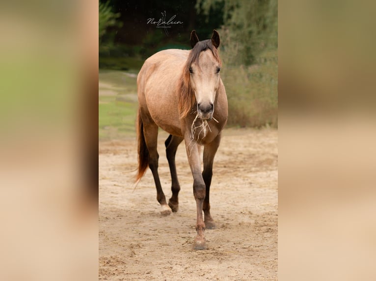 Appaloosa Hengst 2 Jaar 152 cm Buckskin in Euskirchen