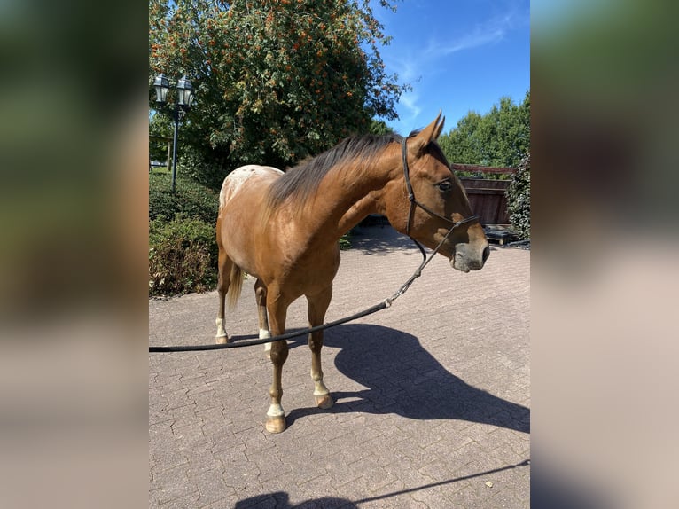 Appaloosa Hengst 2 Jaar 152 cm Donkere-vos in Bruchweiler