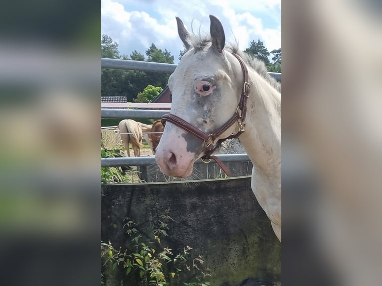 Appaloosa Hengst 2 Jaar 152 cm Wit in Dickel