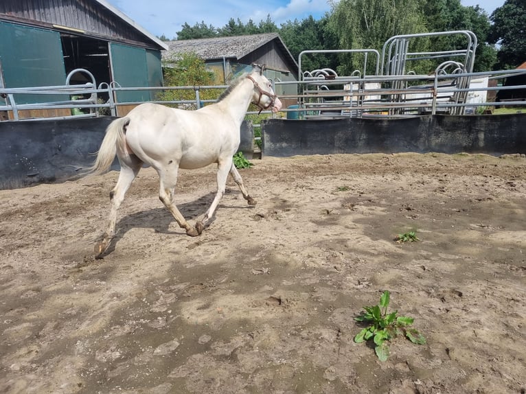 Appaloosa Hengst 2 Jaar 152 cm Wit in Dickel