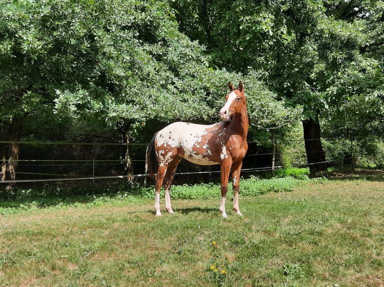 Appaloosa Hengst 2 Jaar 155 cm  in Odenbach