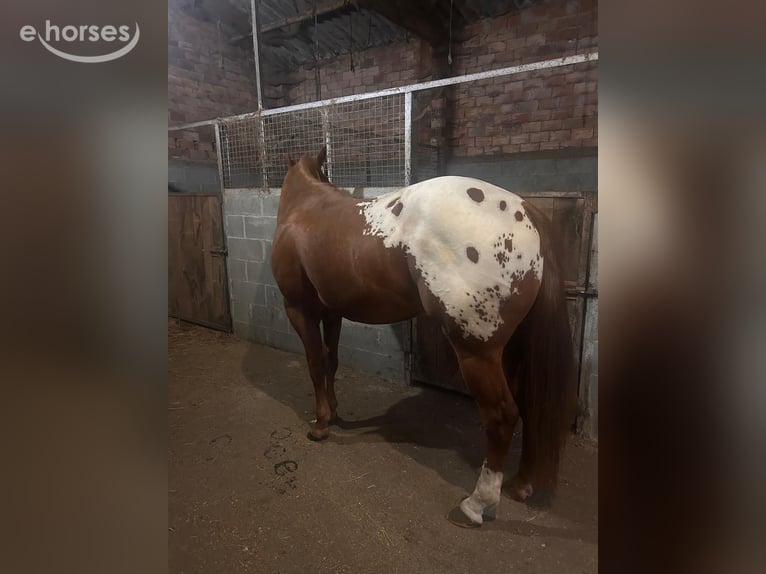 Appaloosa Hengst 2 Jaar 157 cm Vos in Vilalba (Casco Urbano)