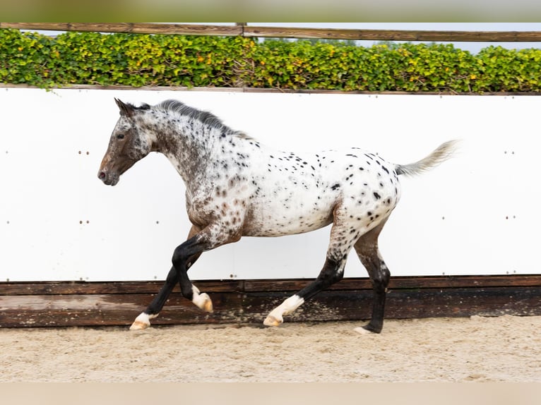 Appaloosa Hengst 2 Jaar 162 cm Appaloosa in Waddinxveen Appaloosa Hengst 2 Jaar 162 cm Appaloosa in Waddinxveen